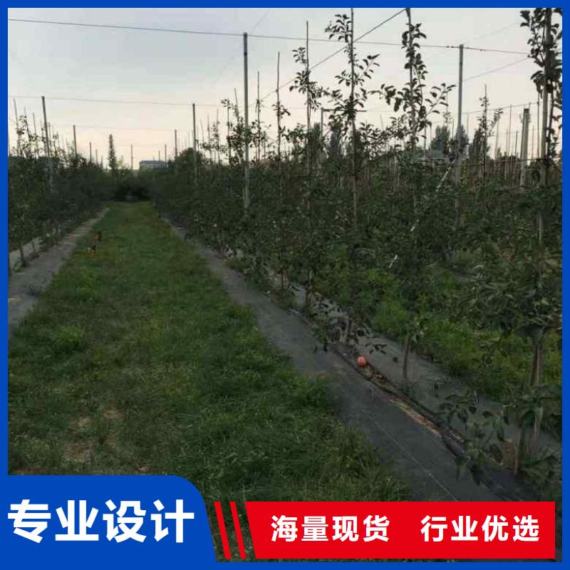 诚信为本苹果苗厂家