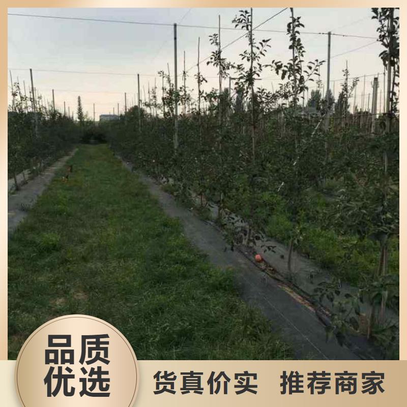 乙女苹果苗批发行情