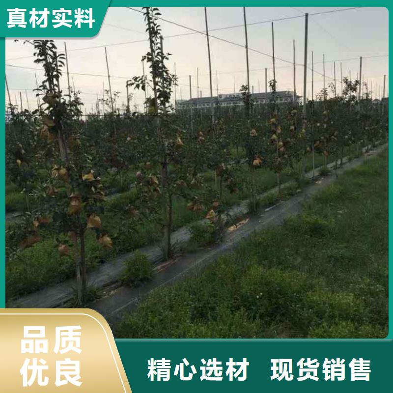 苹果苗用户喜爱厂家