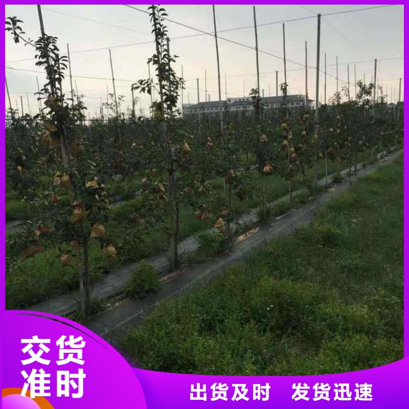 二刀寒富苹果苗嫁接质优价廉