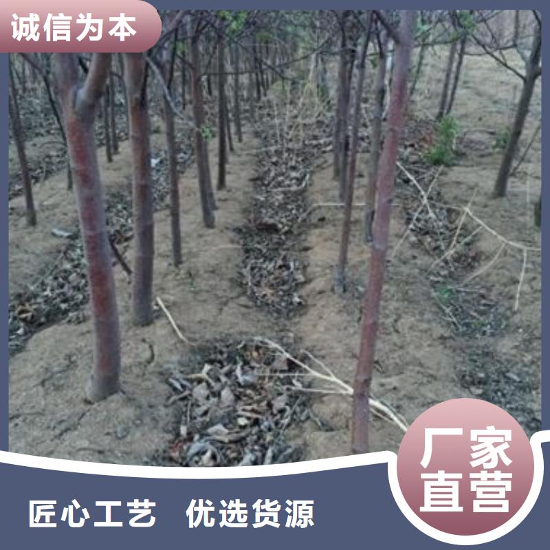 苹果苗源头好货