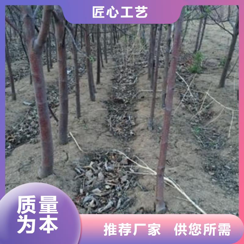 鸡心果树苗市场价格