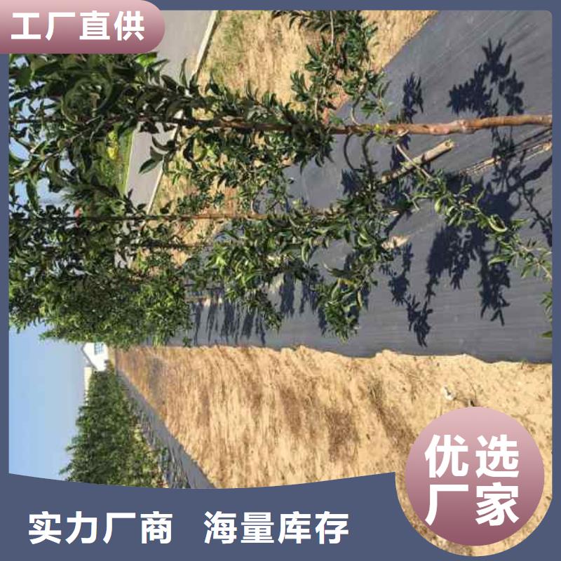 苹果树苗产地零售