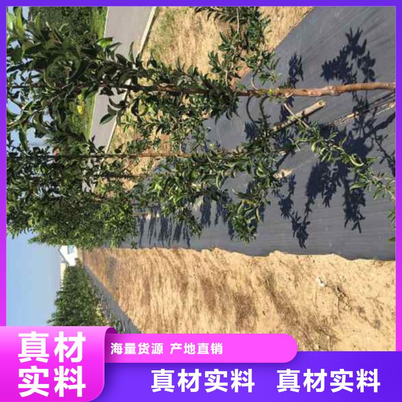 鸡心果树苗自家生产基地