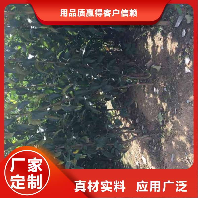 苹果苗生产厂家价格优惠