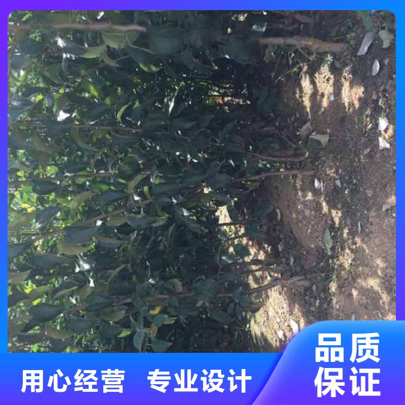 乙女苹果苗批发行情