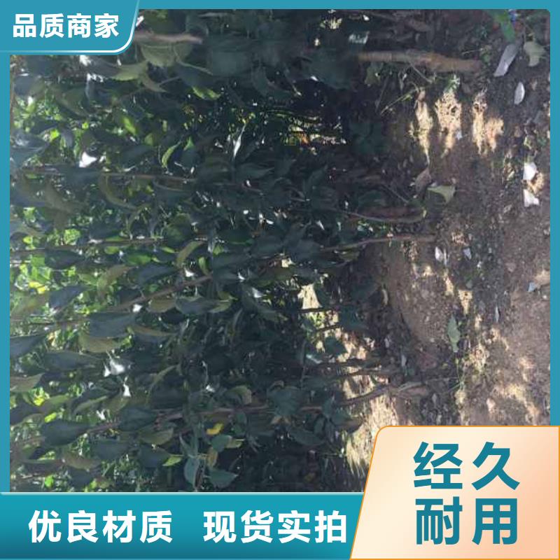 矮化寒富苹果苗种植方法技术