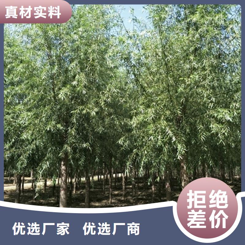 柳樹實體廠家-放心選購