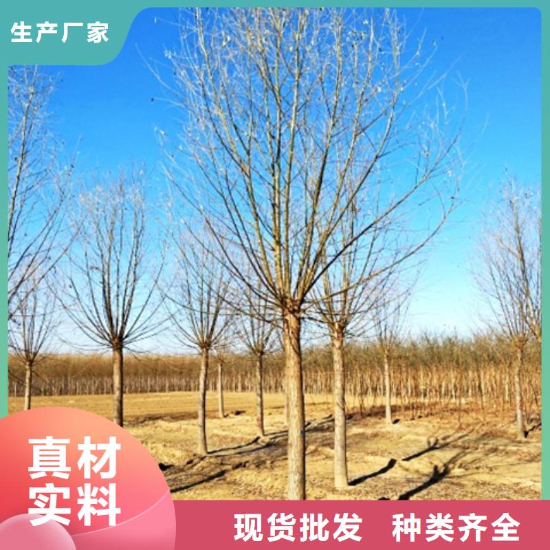 定制柳樹的批發(fā)商