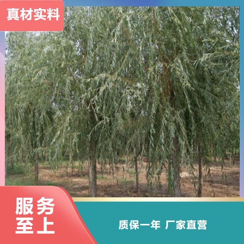 柳樹現(xiàn)貨批發(fā)價格