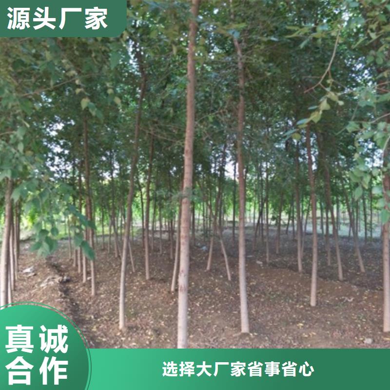 榆樹市場行情
