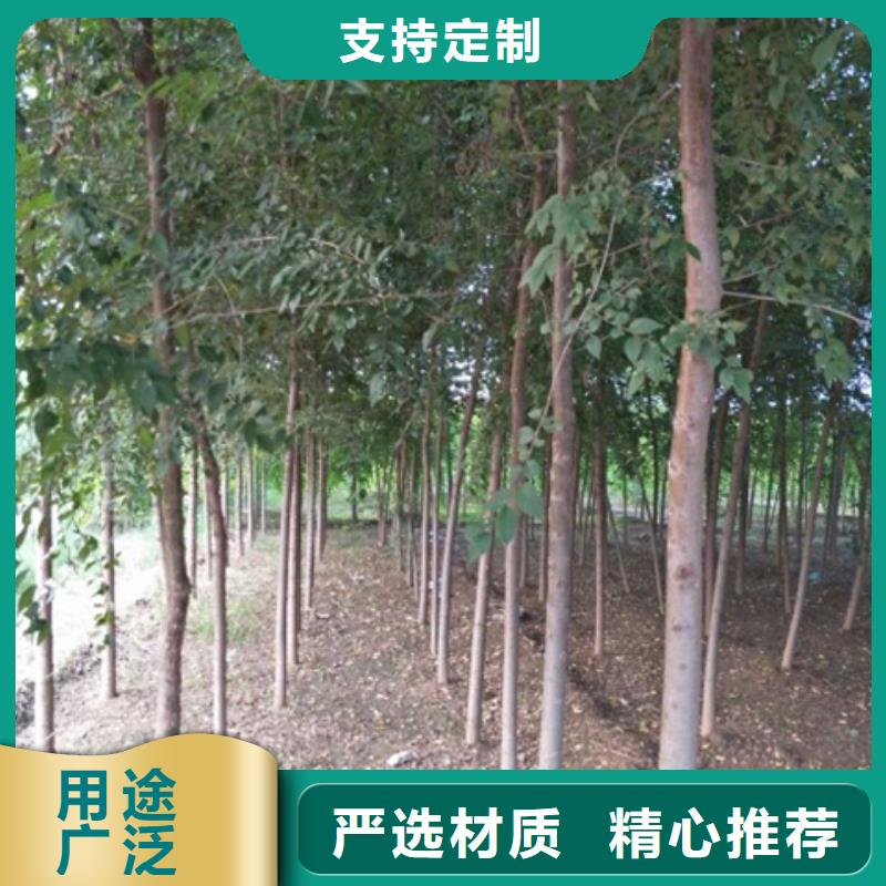 發貨及時的榆樹批發商