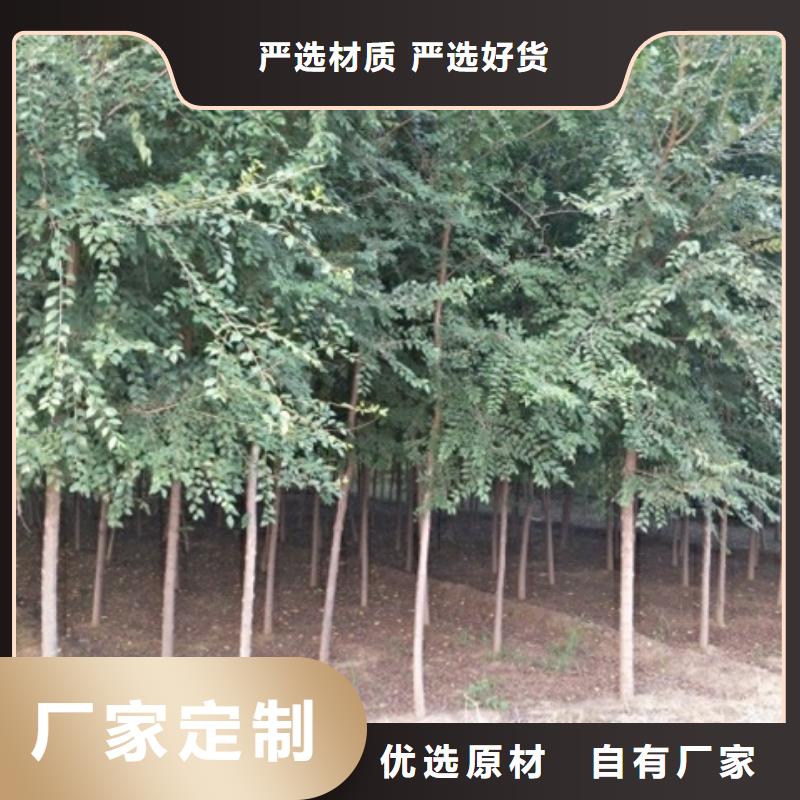 榆樹優質之選