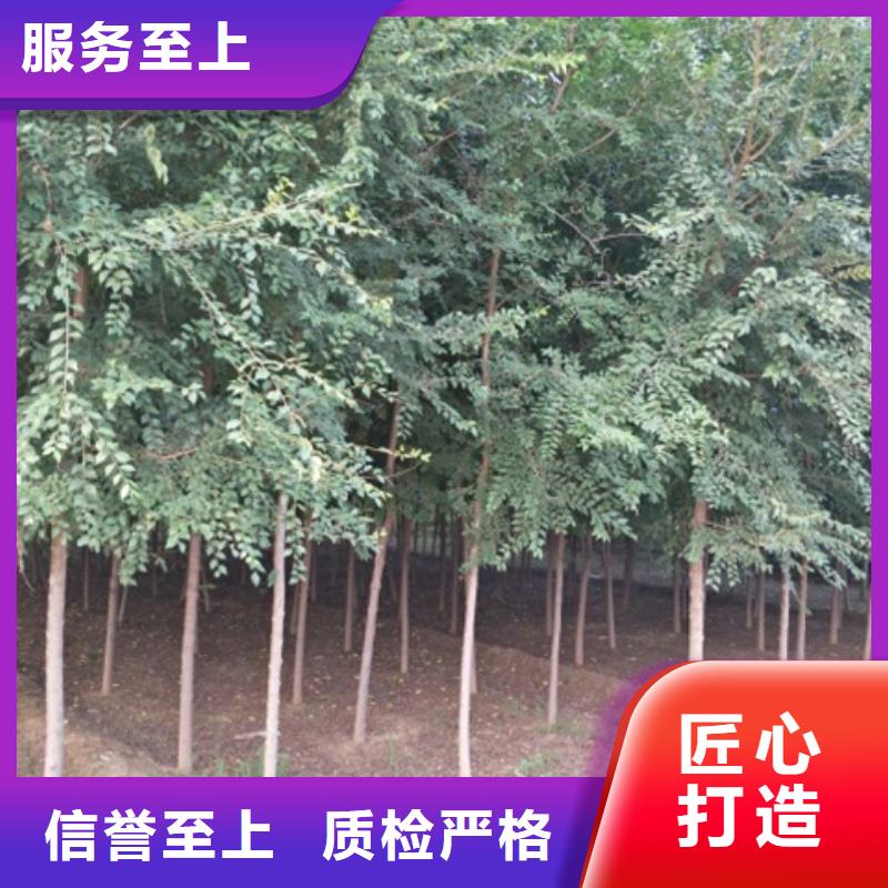 榆樹今日價格