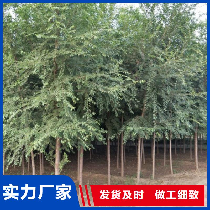 價格低的榆樹品牌廠家