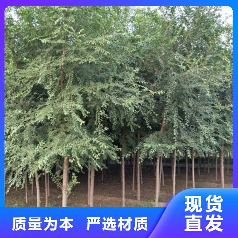 定做榆樹的供貨商