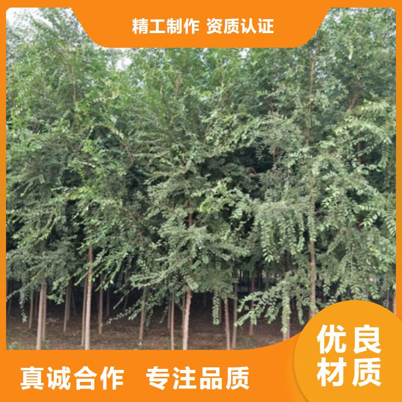 榆樹_榆樹有限公司