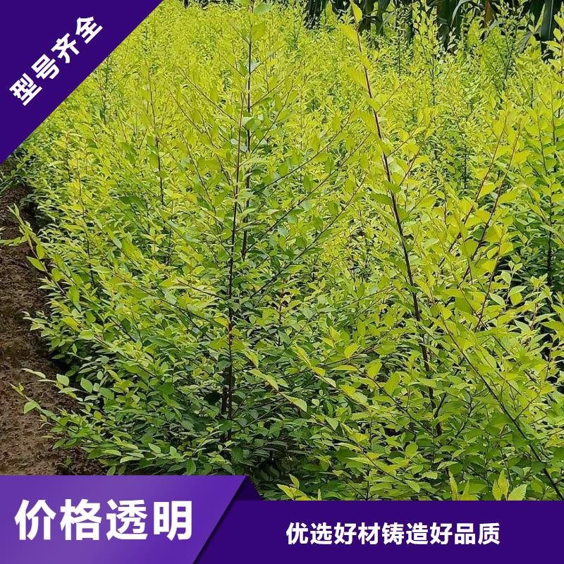 榆樹廠家特惠