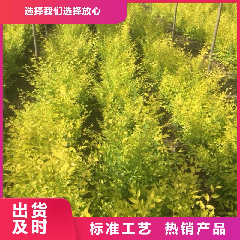 發(fā)貨及時的榆樹基地