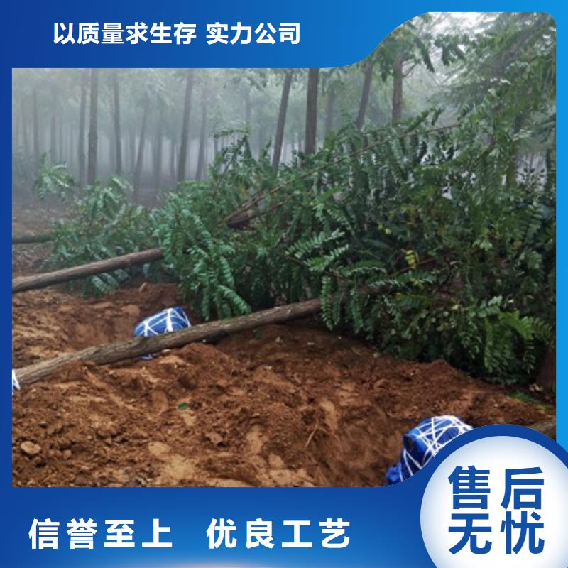 榆樹廠家價格優(yōu)惠