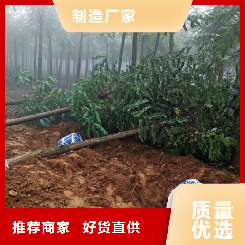 庫存充足的榆樹經銷商