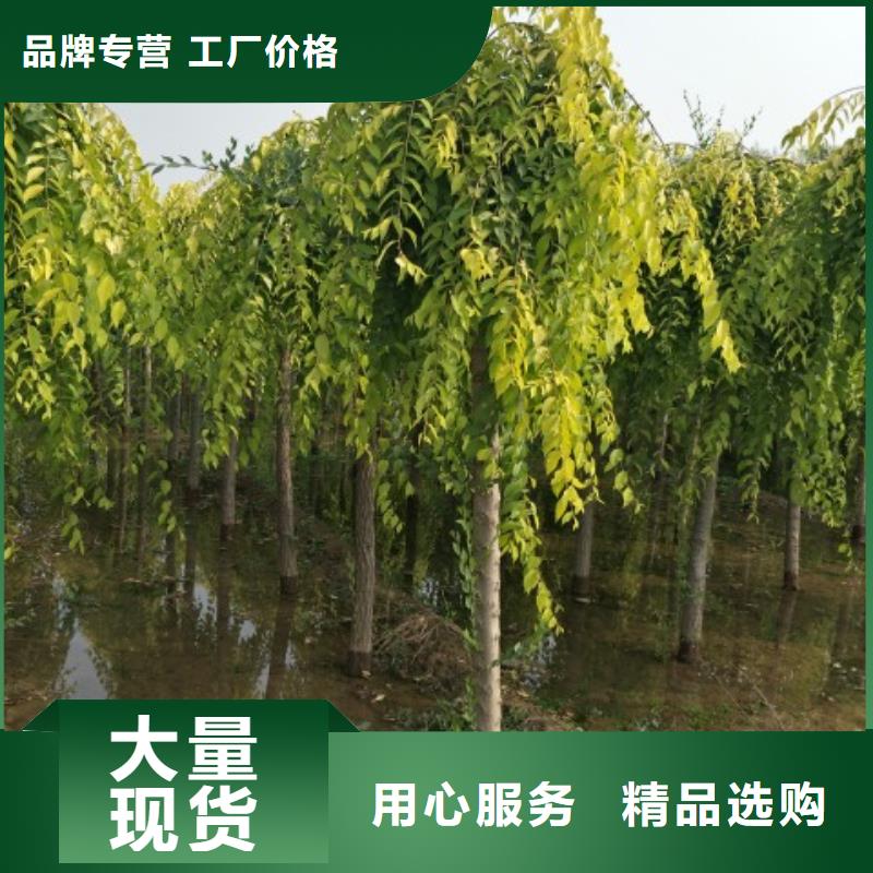 榆樹省心省錢