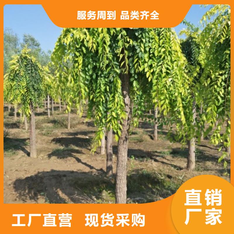 發(fā)貨及時的榆樹基地