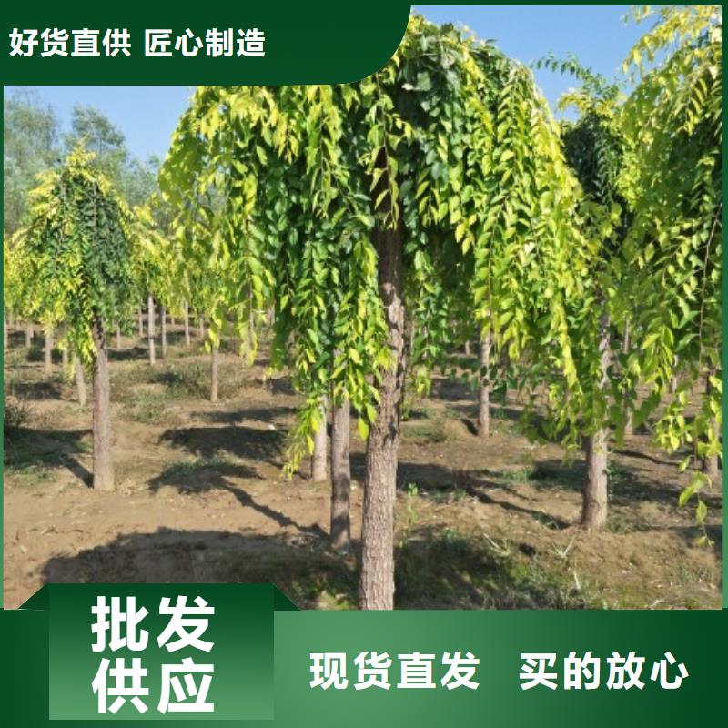 榆樹-資質齊全