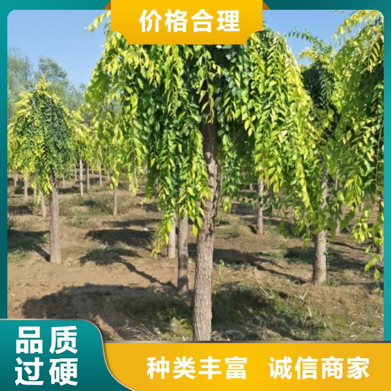 發(fā)貨及時的榆樹批發(fā)商