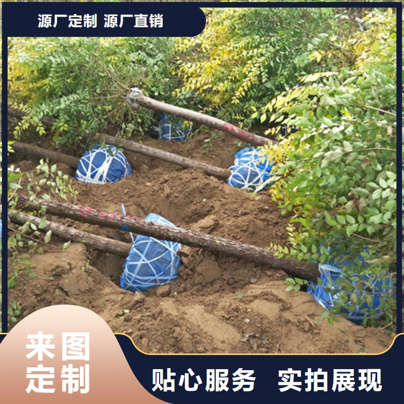 發(fā)貨及時的榆樹基地