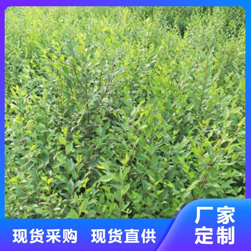 榆樹廠家直銷