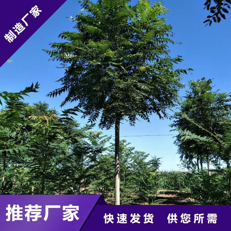 椿樹大量供應(yīng)廠家