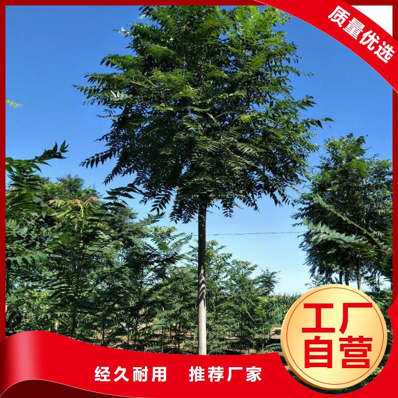 椿樹廠家發貨及時