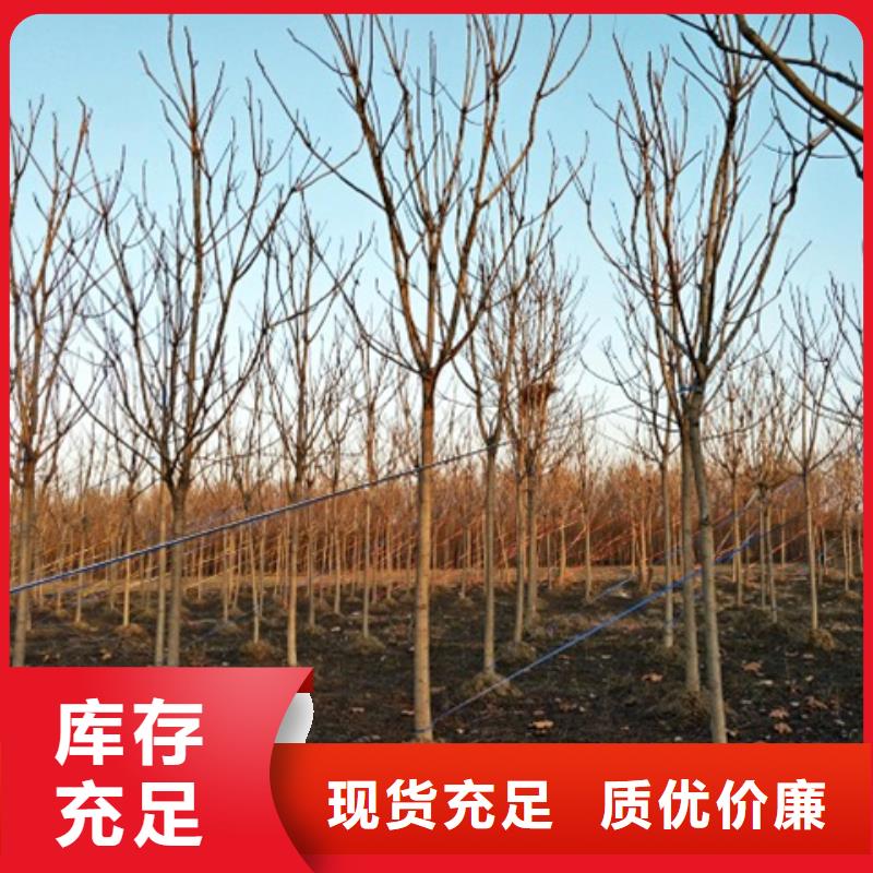 椿樹價低同行