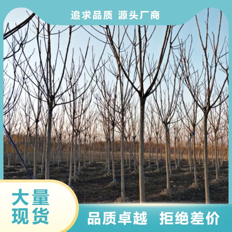椿樹生產廠家_大量現貨