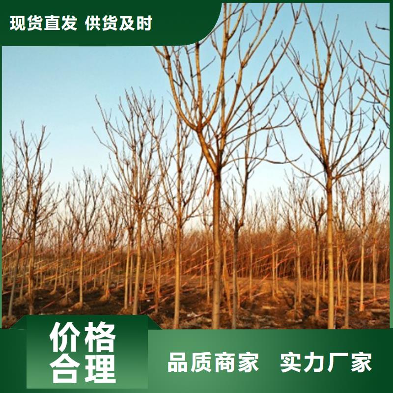 椿樹有現貨