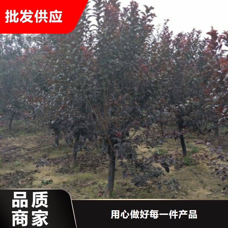 火炬樹廠家-長期有效