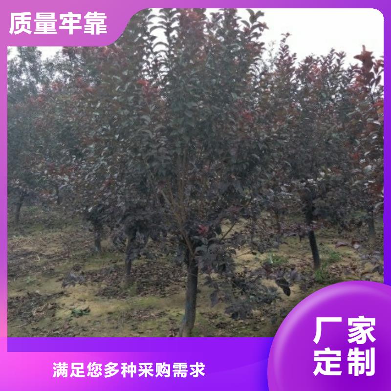 火炬树厂家直销-博野鑫荣苗圃场