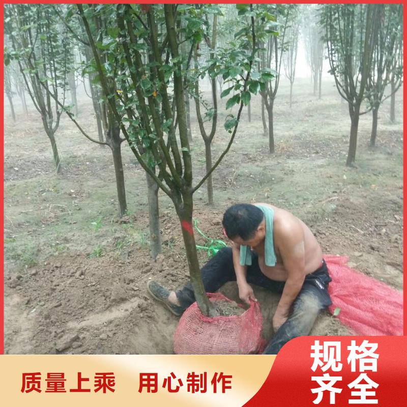 定制火炬樹的基地