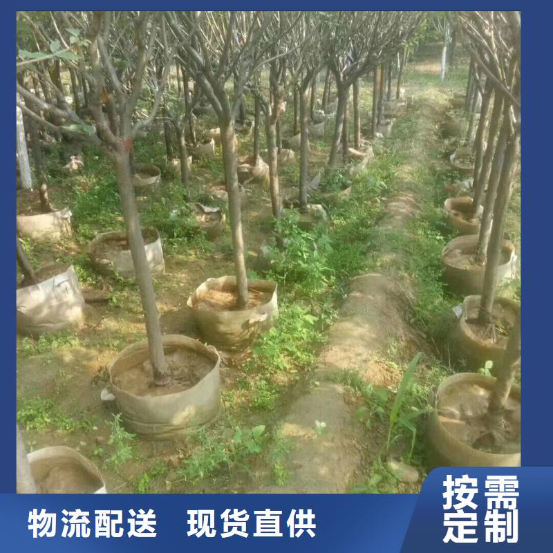 博野鑫荣苗圃场火炬树价格低交货快