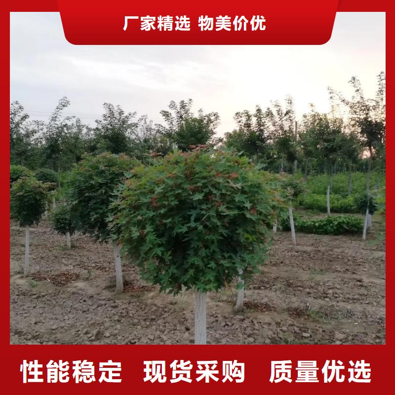 火炬树供应商求推荐