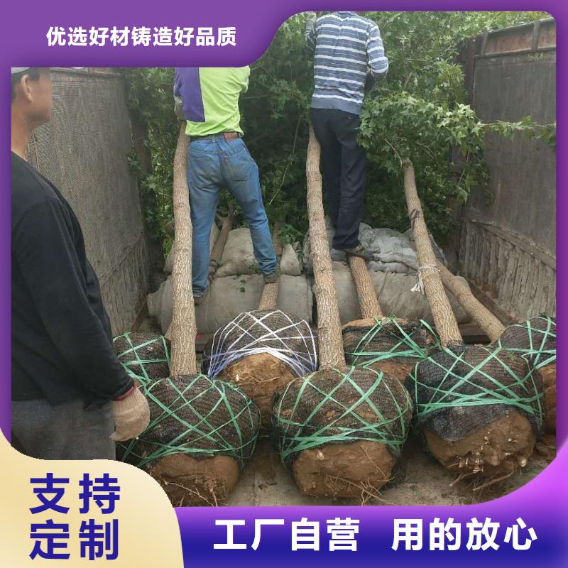 性价比高的火炬树生产厂家