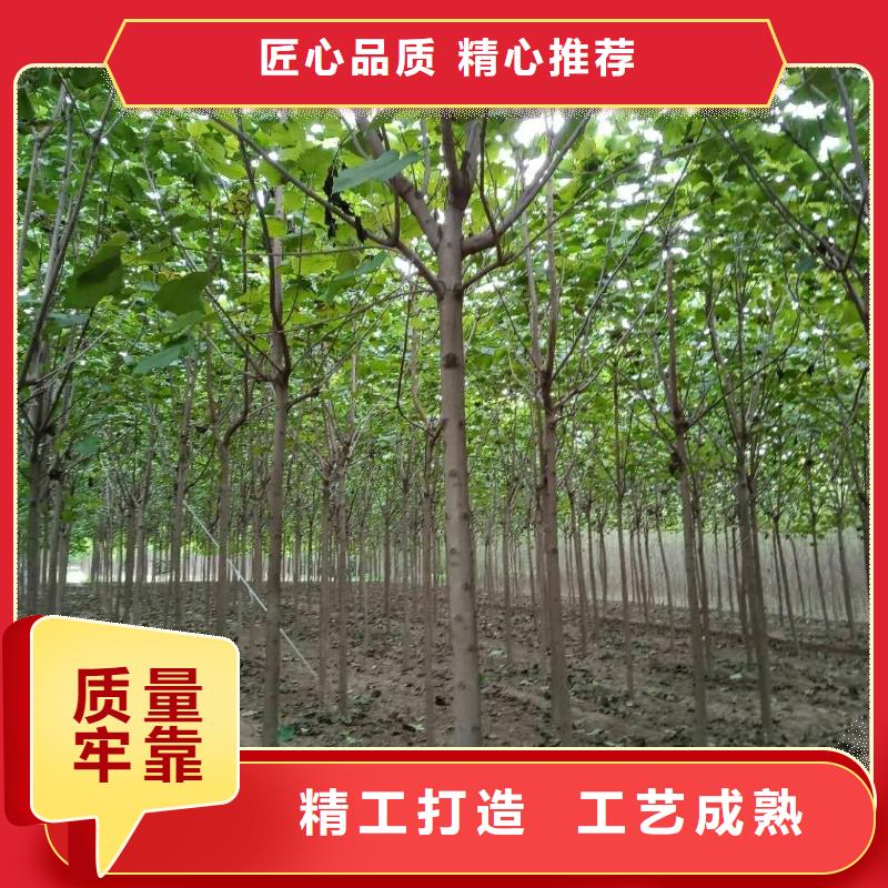 白蠟樹正規工廠有保障