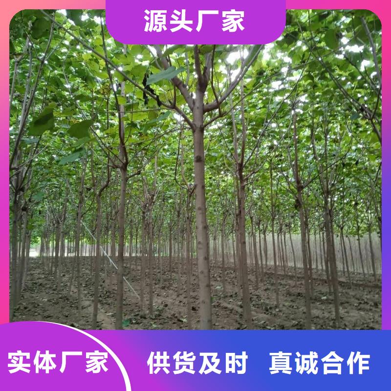 重信譽白蠟樹廠商