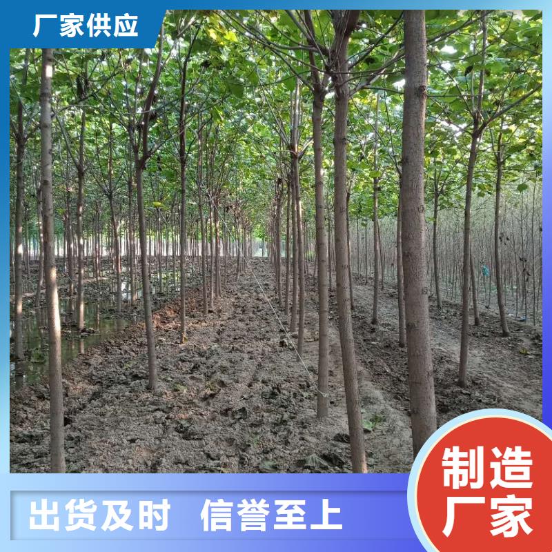 質量好的白蠟樹