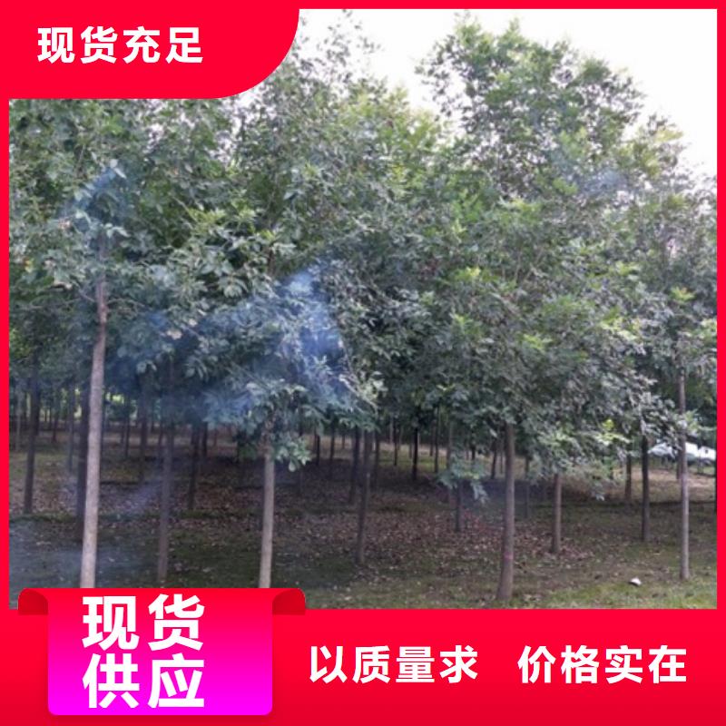 靠譜的白蠟樹經銷商