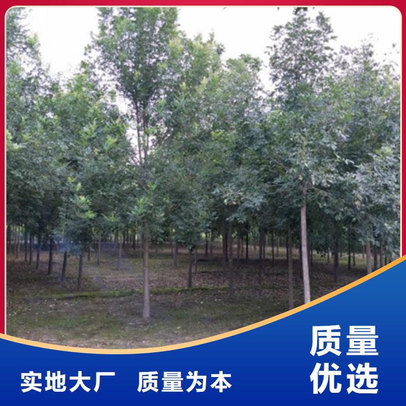 白蠟樹-白蠟樹性價比高