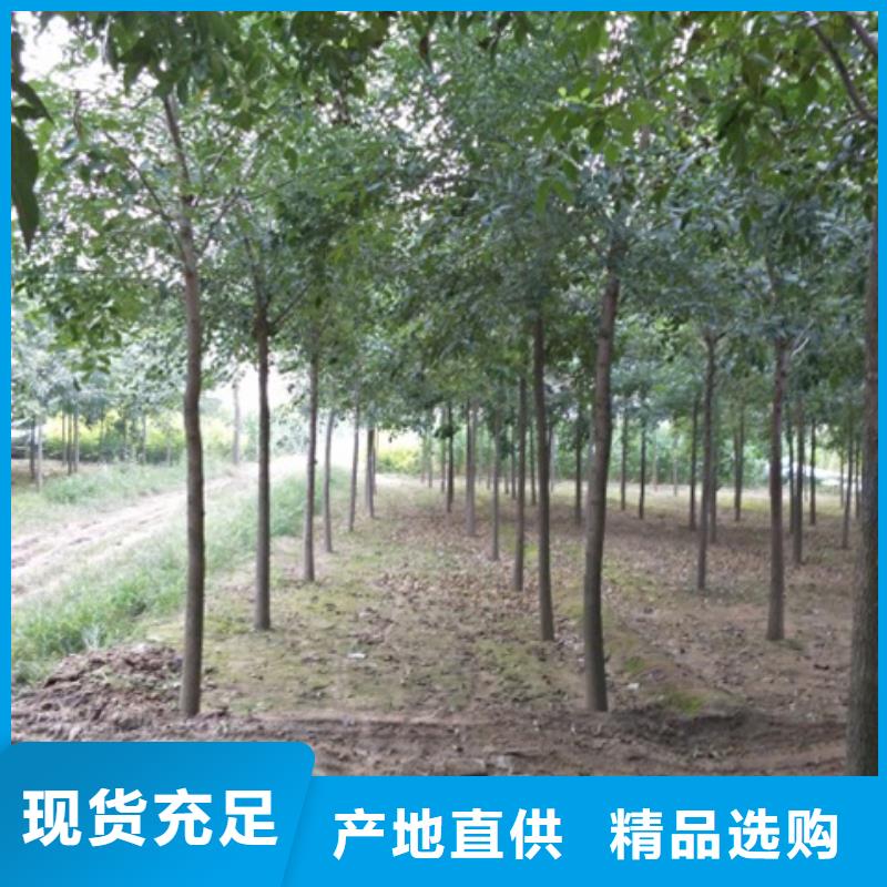 供應(yīng)白蠟樹