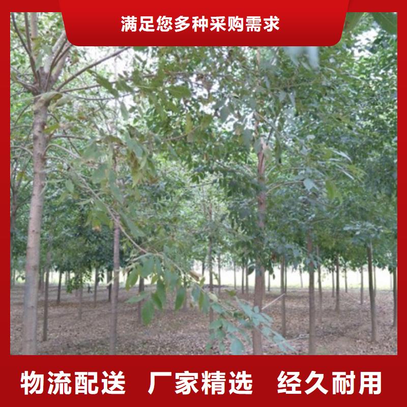 博野鑫荣苗圃场白蜡树价格低交货快