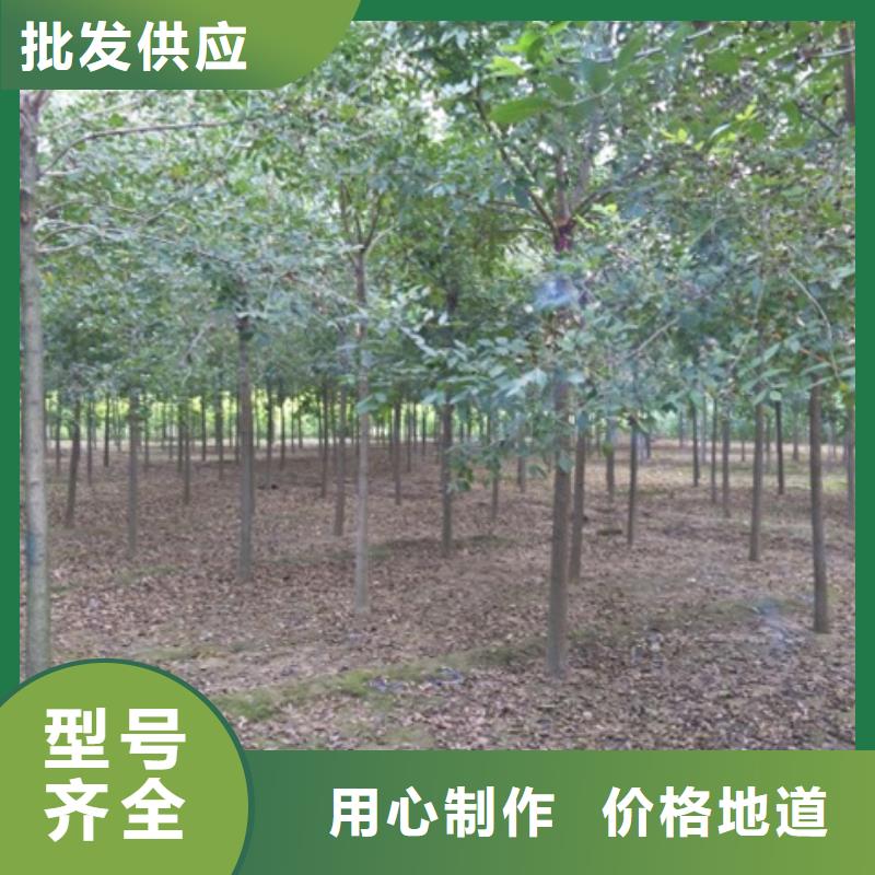 白蜡树、白蜡树生产厂家